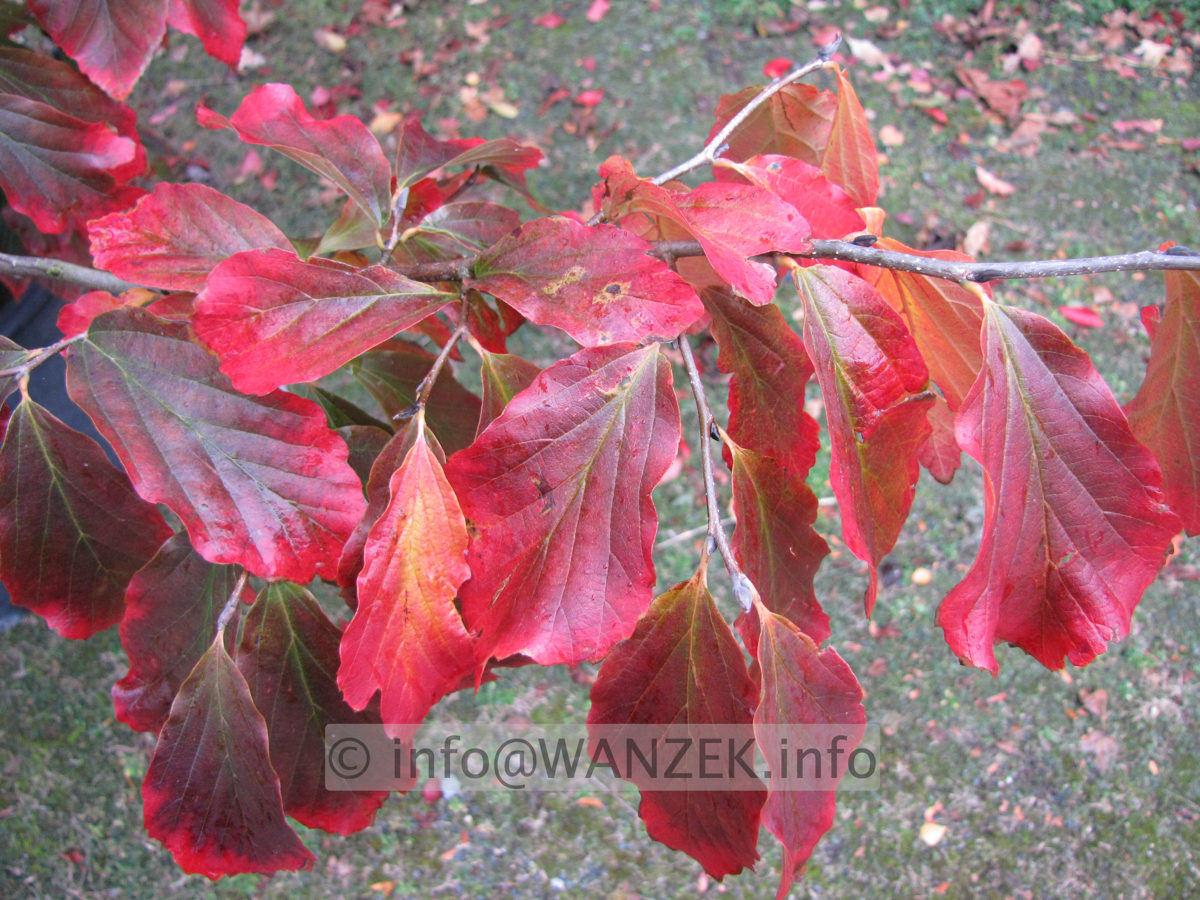 Parrotia persica 09.JPG